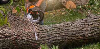 How Our Tree Care Process Works  in Homosassa, FL